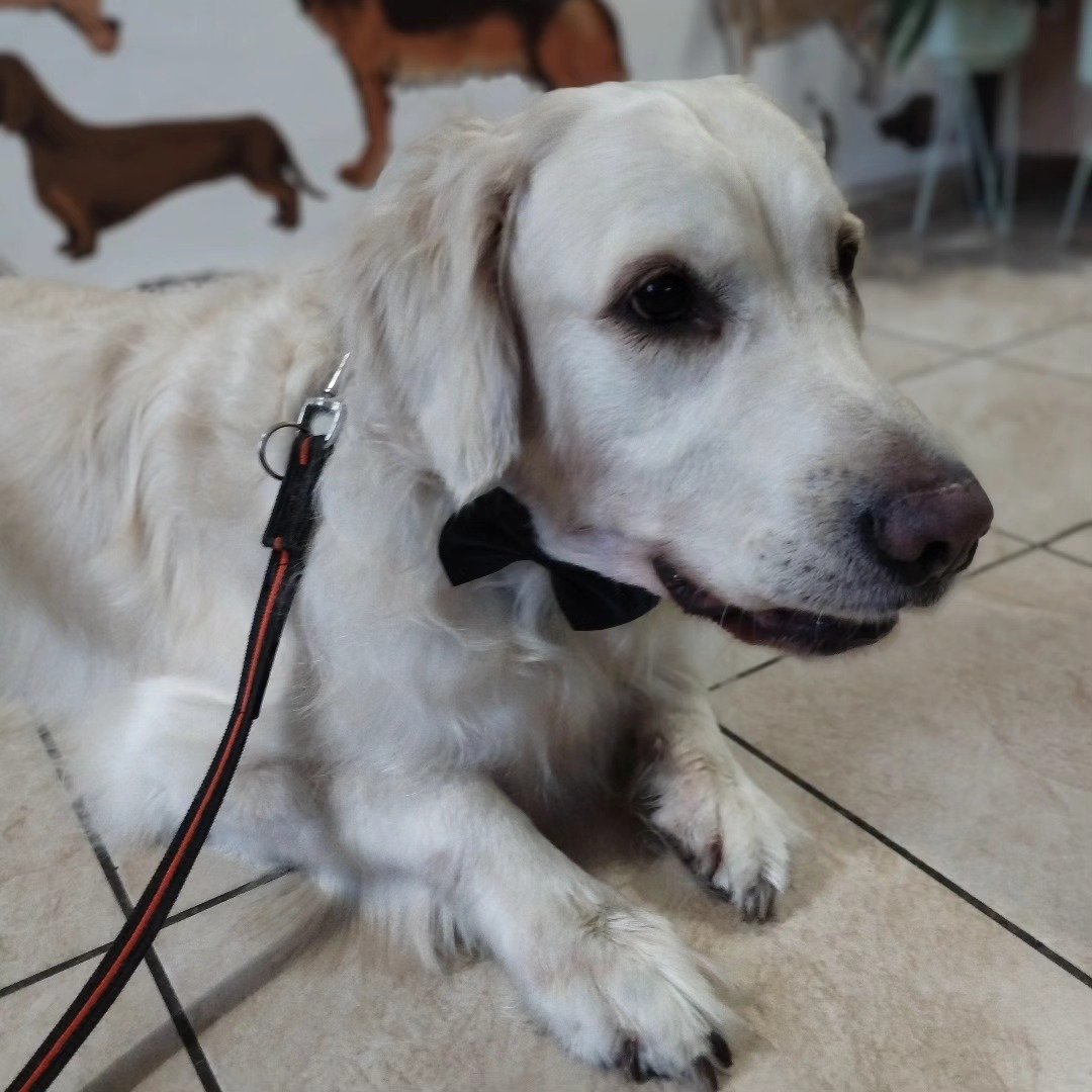 Duży pies po pielęgnacji