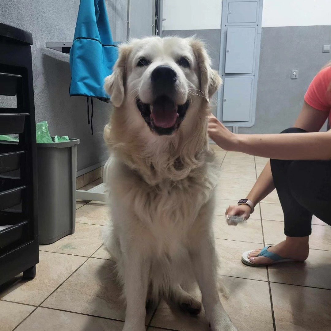 Duży pies po pielęgnacji w salonie